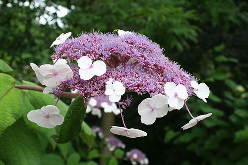 Hydrangea aspera